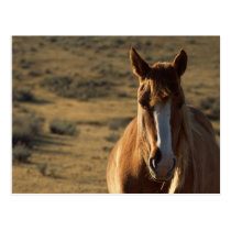 Caballo y fondo occidental tarjetas postales