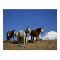 Caballos derechos en pasto occidental tarjetas postales