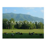 Caballos en la ensenada de Cades - Great Smoky Mou Tarjeta Postal