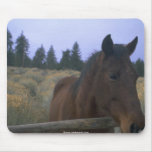 caballos hermosos tapetes de raton