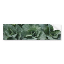 Cabbage Bumper Sticker