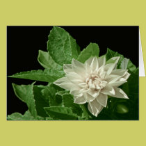 cabbage flower cards