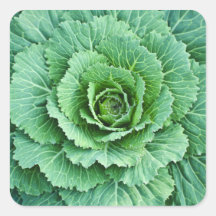 Cabbage Leaves Square Stickers