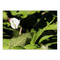 CABBAGE MOTH cards