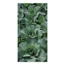 Cabbage Photo Card