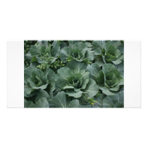 Cabbage Photo Cards