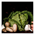 cabbage posters