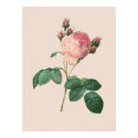 Cabbage Rose Botanical Print