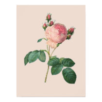 Cabbage Rose Botanical Print by cowboyannie Cabbage Rose Botanical Print