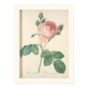Cabbage Rose Botanical Print