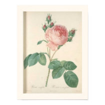 Cabbage Rose Botanical Print