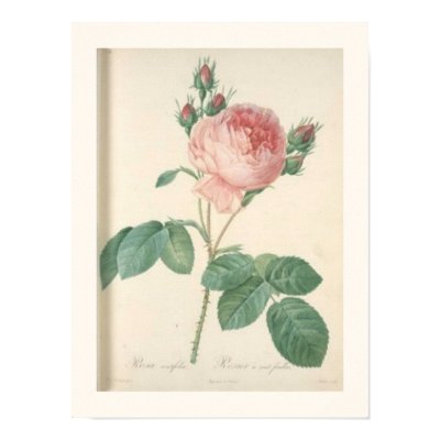 Cabbage Rose Botanical Print by cowboyannie