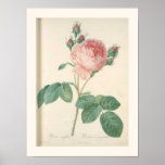 Cabbage Rose Botanical Print