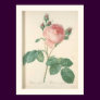 Cabbage Rose Botanical Print