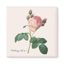 "Cabbage Rose" Botanical Print magnets