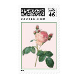 Cabbage Rose Botanical Print Postage