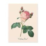 Cabbage Rose Botanical Print Post Cards