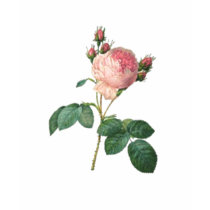 Cabbage Rose Botanical Print t-shirts by cowboyannie Cabbage Rose Botanical Print t-shirts