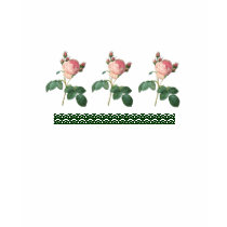 Cabbage Rose Botanical Print t-shirts by cowboyannie Cabbage Rose Botanical Print t-shirts