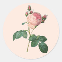 Cabbage Rose Botanical Stickers