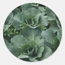 Cabbage Round Stickers
