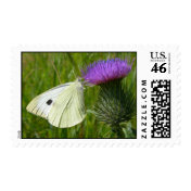 Cabbage White Butterfly Postage