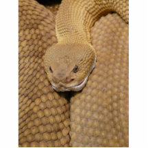Cabeza de la serpiente de cascabel esculturas fotográficas