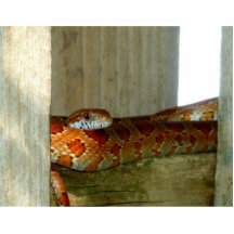 cabeza lateral de la serpiente de rata roja esculturas fotográficas