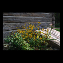 Cabin garden posters