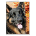 Cabo - German Shepard Photo-6 card