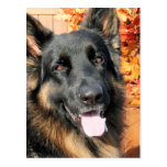 Cabo - German Shepherd Photo-6 Post Card