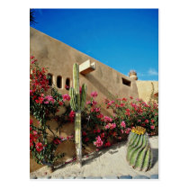 Cabo San Lucas, Baja, Mexico  flowers postcards