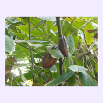 Cacao Tree posters