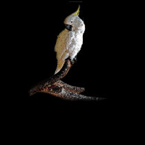 CACATUA t-shirts