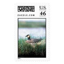 Cackling Canada Goose on Nest   postage