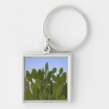 Cacti and sisal in Dry Forest Keychains