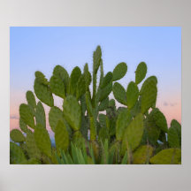 Cacti and sisal in Dry Forest Poster