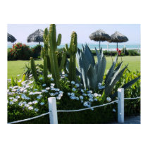 CACTI AT ROSARITO BEACH MEXICO posters