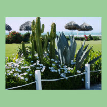 CACTI AT ROSARITO BEACH MEXICO posters