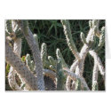 Cacti cards