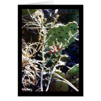 Cacti cards by Sky_Blue_Photography Cacti cards