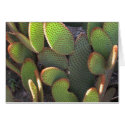 cacti cards