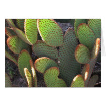cacti cards