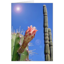 Cacti cards