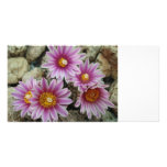 Cacti flower picture card