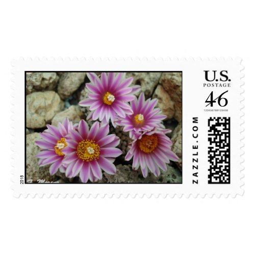 Cacti flowers postage stamp