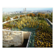 Cacti Garden Photo Print