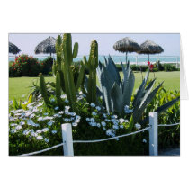 Cacti in Mexico cards