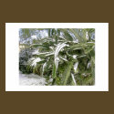 Cacti laden with snow. posters by Acorns_tree Cacti laden with snow. posters