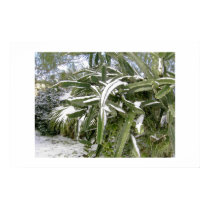 Cacti laden with snow. posters